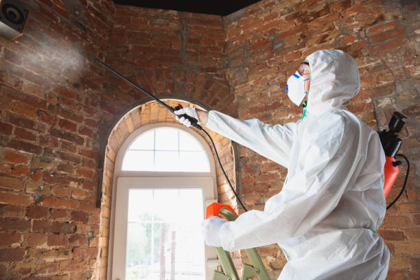 Biohazard Mold Removal in Marlette, MI