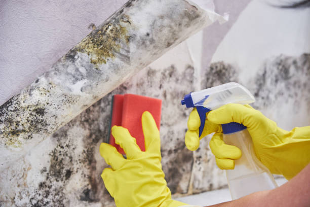 Forensic Mold Investigation in Marlette, MI